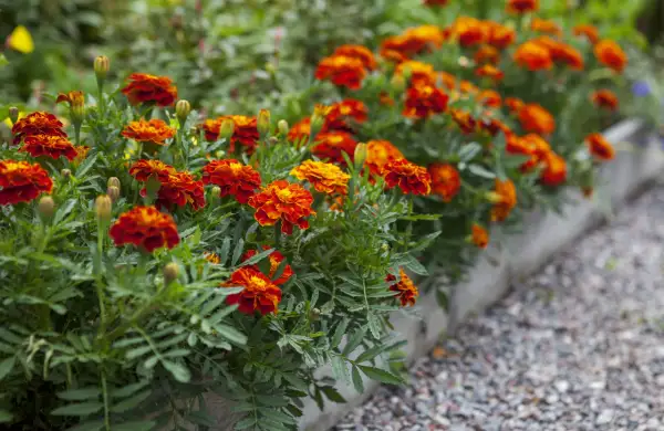 Des oeillets d'inde aux couleurs vives illuminent le potager, leurs pétales orangés et rouges contrastant avec le feuillage vert.