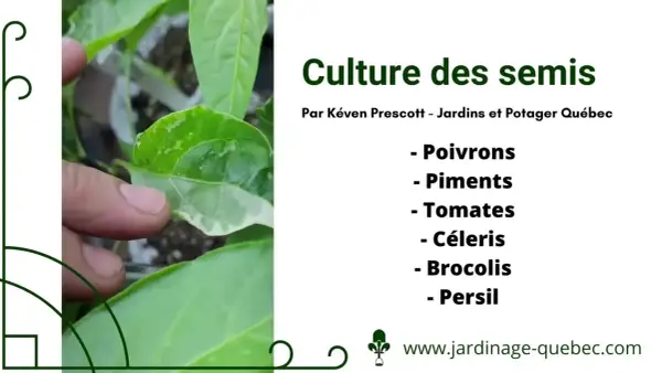 Gros plan sur des semis de poivrons, montrant l'évolution des jeunes plants. Le texte indique "Culture des semis" et liste plusieurs légumes.