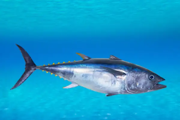 Thon bleu nageant dans l'océan, le poisson le plus cher au kilo, pris dans sa splendeur bleue et argentée.