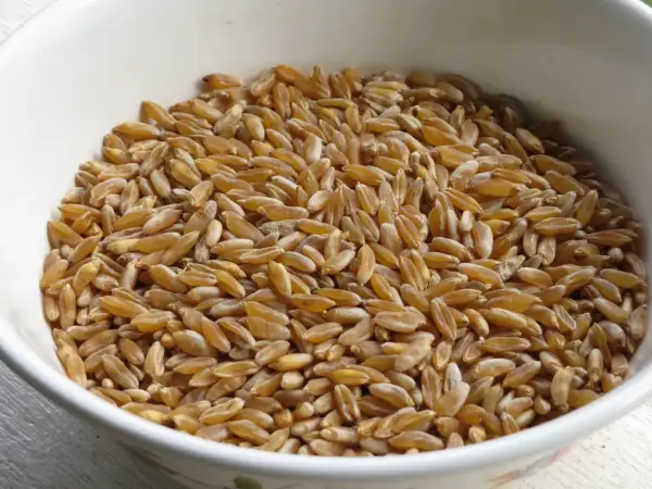 Grains de kamut dorés dans un bol blanc, prêts à être transformés en farine. Découvrez les bienfaits de la farine de kamut pour une alimentation saine.