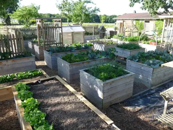 Un jardin avec plusieurs potagers surélevés en bois, plantés de légumes verts comme de la laitue et du chou. Idéal pour fabriquer potager surélevé.