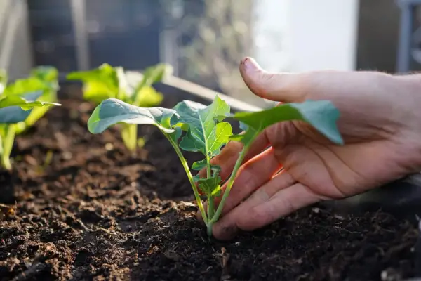 Main tenant d'une jeune pousse de brocoli, prêt à la planter. Une idée de quoi planter en octobre au potager.