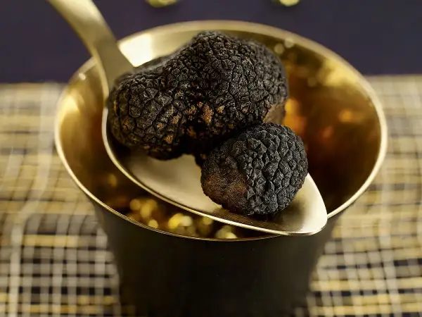 Deux truffes noires, la truffe la plus chère, reposent sur une cuillère dorée au-dessus d'un bol.